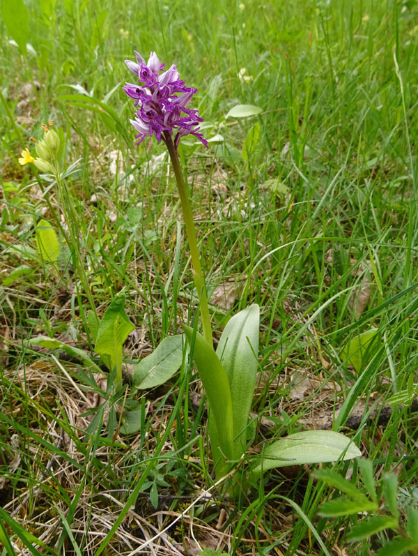 tutte Orchis militaris ?.....s !